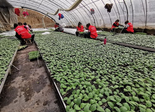 驛城區禾綠農業 以技術開發為根基，扶貧濟困送溫暖