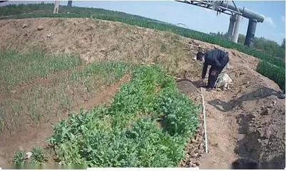 重要提醒！別再把它當野菜種植了！種植技術開發指南